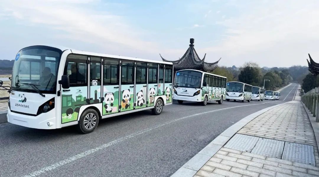 “熊貓?zhí)靾F”來了！瑪西爾23座觀光車抵達岳陽中華大熊貓苑！